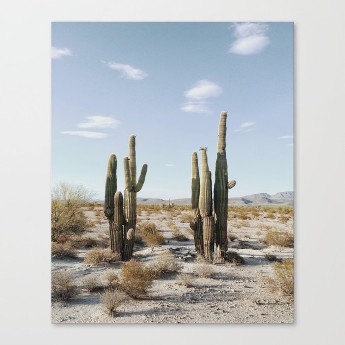 Groups of Saguaros - iPhone Print Canvas Print