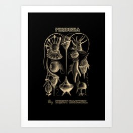 “Peridinea” from “Art Forms of Nature” by Ernst Haeckel Art Print
