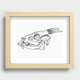 The Muntjac Recessed Framed Print