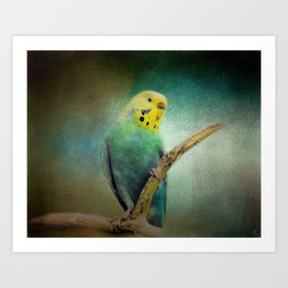 The Budgie Collection - Budgie 1 Art Print
