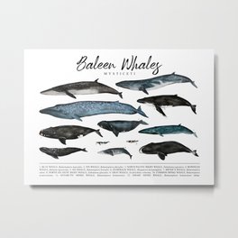 Baleen Whales - Mysticeti Metal Print