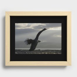 Swan in Flight Recessed Framed Print