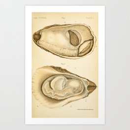 Oyster from "The Oyster: A Popular Summary of a Scientific Study," 1891 (benefitting the Billion Oyster Project) Art Print