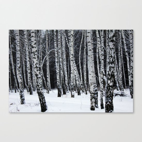 Birch Trees Canvas Print