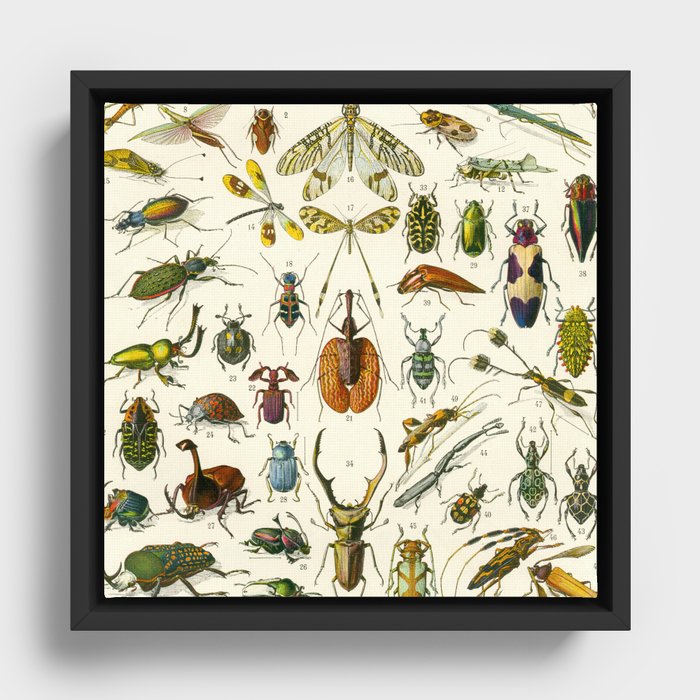Bugs  Framed Canvas