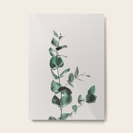 Eucalyptus Metal Print