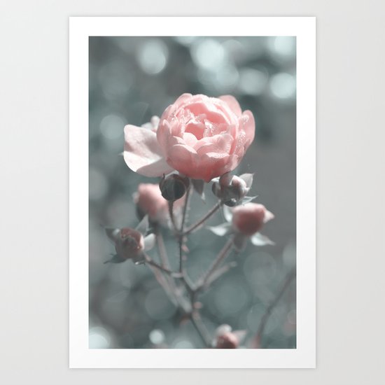 Romantic rose at Backlight- roses Art Print