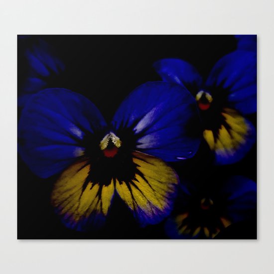 Dark Midsummer Pansies, Love Potion Canvas Print