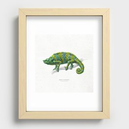 Meller's chameleon scientific illustration art print Recessed Framed Print