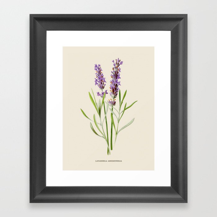 Lavender Antique Botanical Illustration Framed Art Print