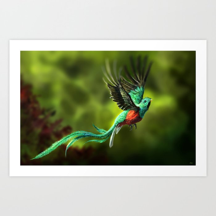 Resplendent Quetzal Art Print