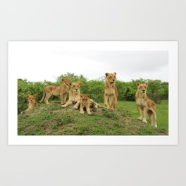 Lions on the Lookout Art Print