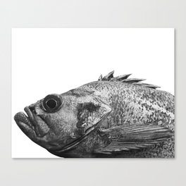B&W Portrait of a Canary Rockfish Canvas Print