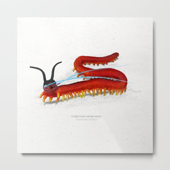 Costa rican velvet worm scientific illustration art print Metal Print