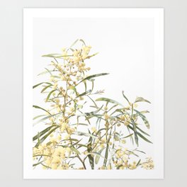 Mimosa Flower Art Print | Naturalcolour, Bohoflowersprint, Leavesprint, Homedecor, Color, Flowersfotography, Flowersprint, Mimosaprint, Yellowplant, Belowcolor 