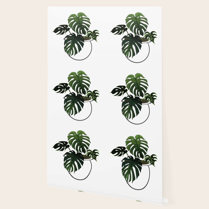 Wallpaper Monstera Deliciosa Wallpaper By Irishvikingdesigns Society6 Free HD