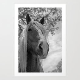 Big Red - Horse Photography - Draft Horse Art Print