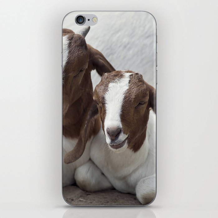 Two Young Boer Goats Resting  iPhone Skin