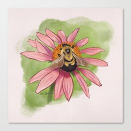 Brown Belted Bumblebee Canvas Print