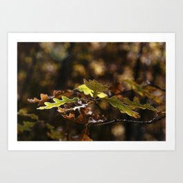 Oak leaves in forest with yellow colors in Autumn Art Print