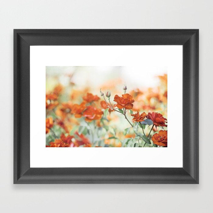 Orange Rose Flower Photography, Red Orange Roses, Burnt Orange Flowers