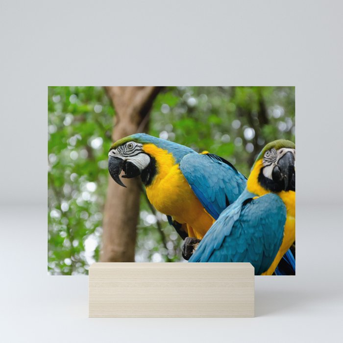 Macaws Mini Art Print