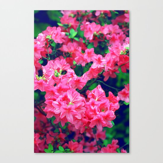 Pink azalea blooms. Canvas Print