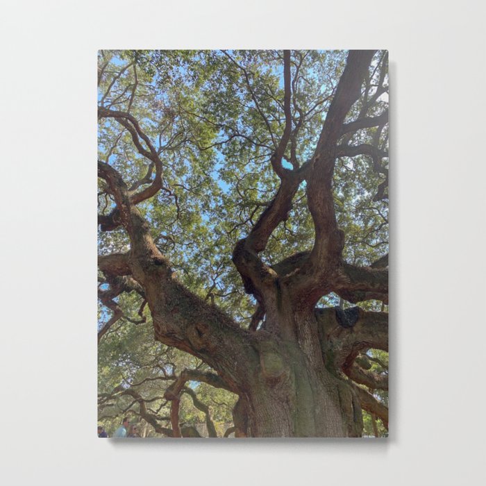 Angel Oak Tree- plants IV Metal Print