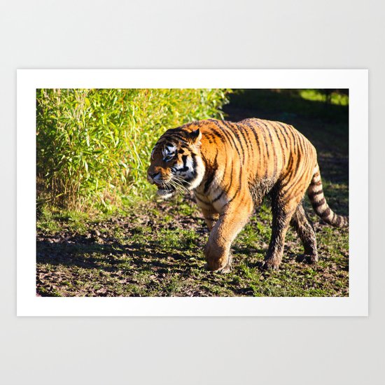Stripes Art Print