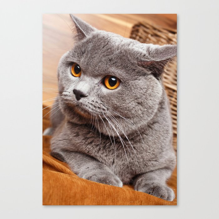 Closeup British Shorthair Cat Yellow Eye Canvas Print