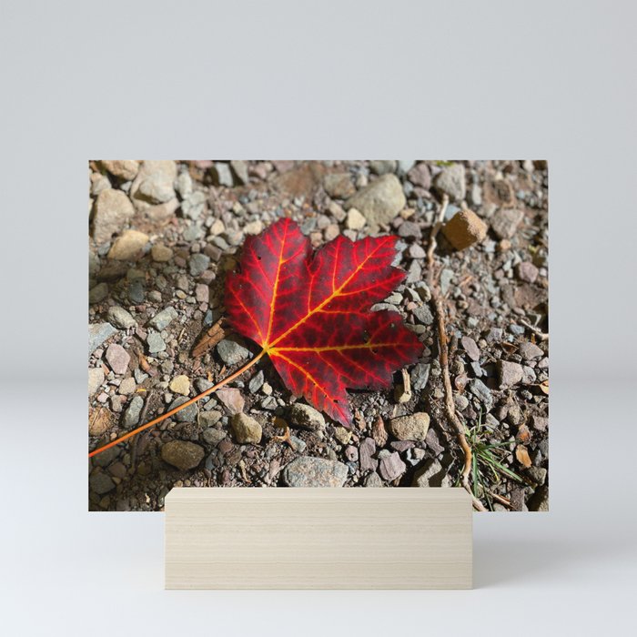 All the Colors of Fall in One Leaf Mini Art Print