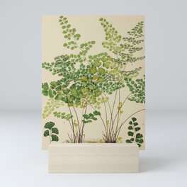 Maidenhair Ferns Mini Art Print