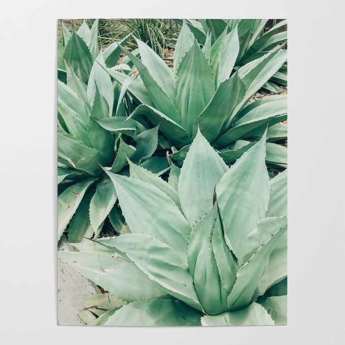 Agave Friends Poster