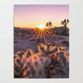 Joshua Tree Cholla Cactus Sunset Poster