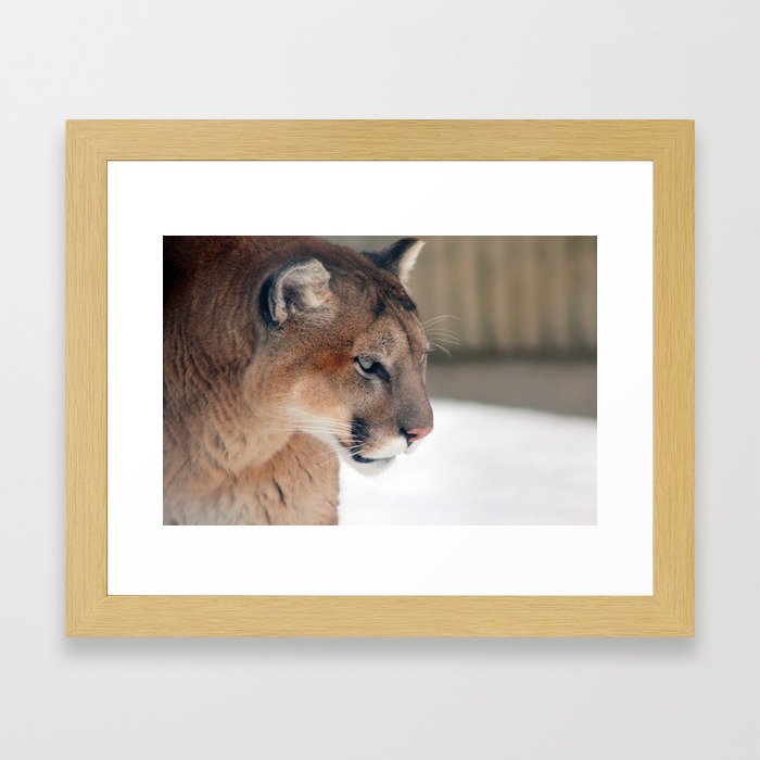Mountain Lion Framed Art Print