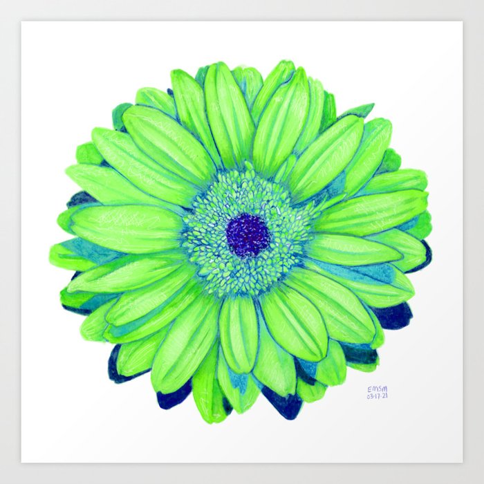 Blue shop gerbera daisy