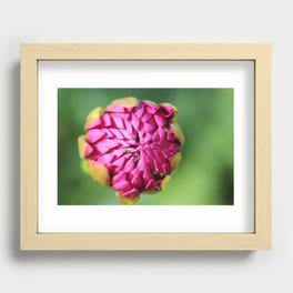 Fresh Purple Dahlia Flower Bud Photographic Print Recessed Framed Print