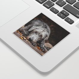Irish Wolfhound lies on the pad with fallen autumn leaves. Sticker