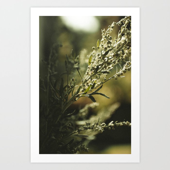 Wormwood Art Print