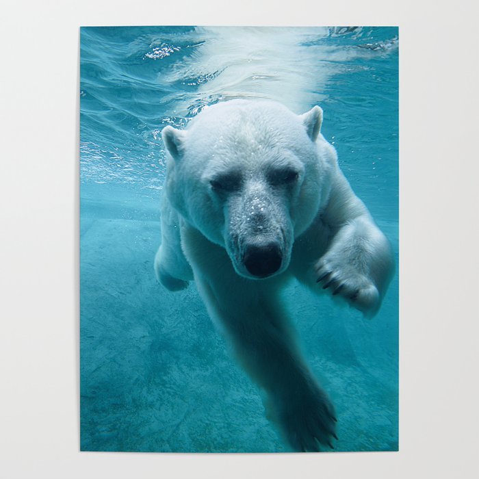 Polar Bear Swimming Poster
