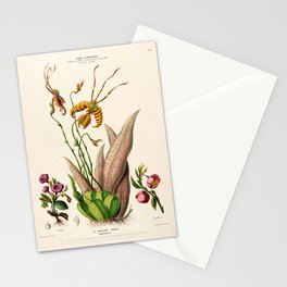 Butterfly orchid from "Flore d’Amérique" by Étienne Denisse, 1840s Stationery Card