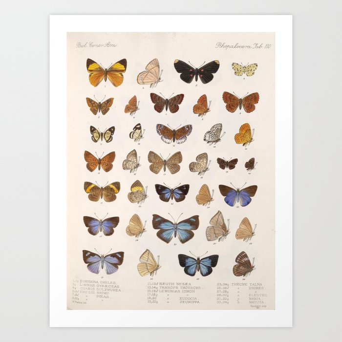Vintage Scientific Insect Butterfly Moth Biological Hand Drawn Species Art Illustration Kunstdrucke Vintage Scientific Insect Butterfly Moth Biological Hand Drawn Species Art Illustration Kunstdrucke