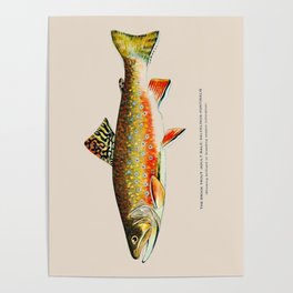 Brook Trout Poster