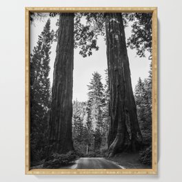 Twin giant redwoods / sequoias Pacific Coast California nature black and white landscape photograph / photography Serving Tray