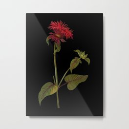 Monarda Fistulosa by Mary Delany Paper Collage Floral Flower Botanical Mosaic Vintage Scientific Pla Metal Print