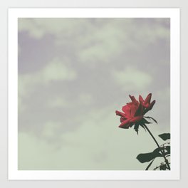 Rose Art Print | Digital, Landscape, Photo, Nature 