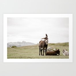 Cute smiling donkey in Seceda, near Ortisei  | Dolomites Italy travel photography Art Print Art Print