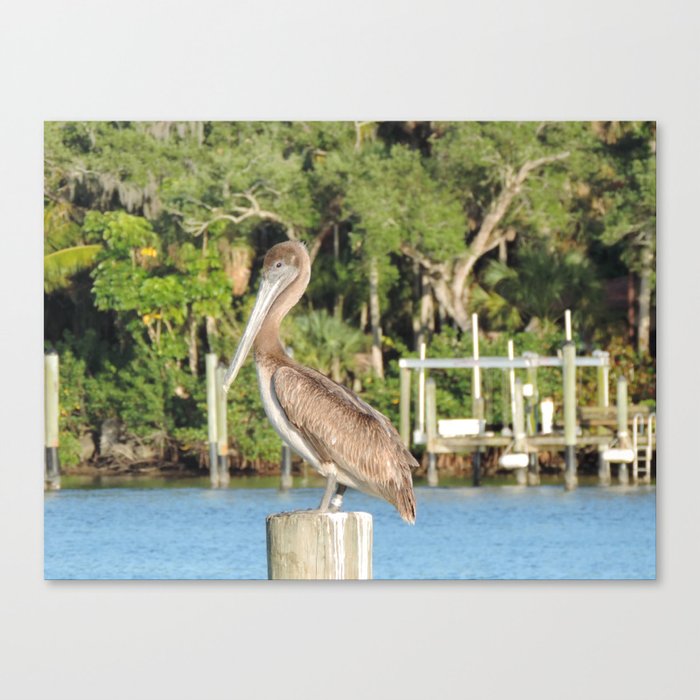 brown pelican Canvas Print