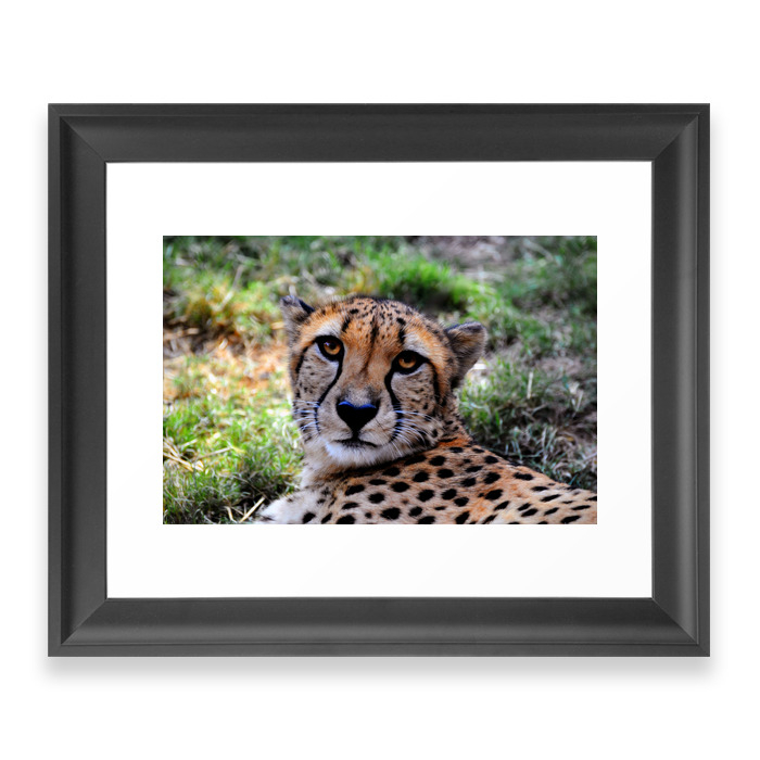 Cheetah Portrait Framed Art Print by venny