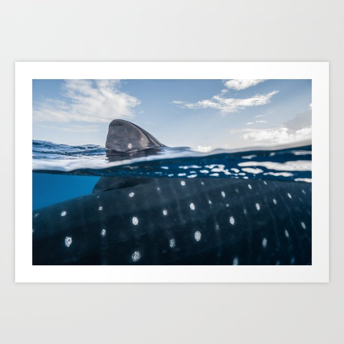 Whale Shark Abstract Art Print